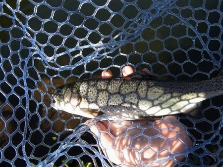 平谷湖フィッシングスポット 釣果