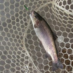 平谷湖フィッシングスポット 釣果