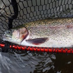 平谷湖フィッシングスポット 釣果