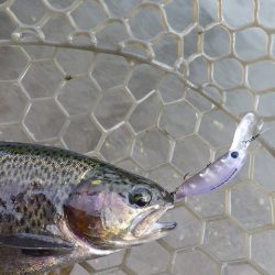 平谷湖フィッシングスポット 釣果