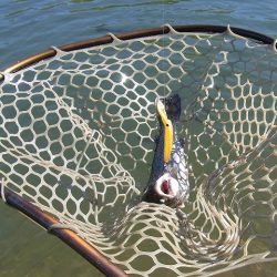 平谷湖フィッシングスポット 釣果