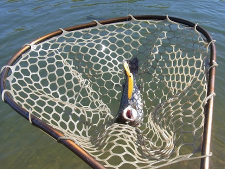 平谷湖フィッシングスポット 釣果