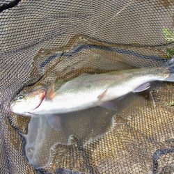 平谷湖フィッシングスポット 釣果