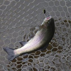 平谷湖フィッシングスポット 釣果