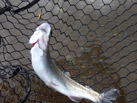 平谷湖フィッシングスポット 釣果