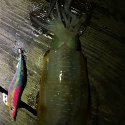 あみや渡船 釣果