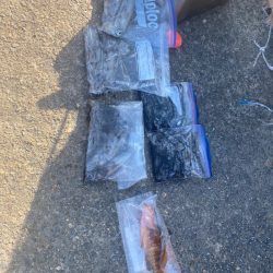 あみや渡船 釣果