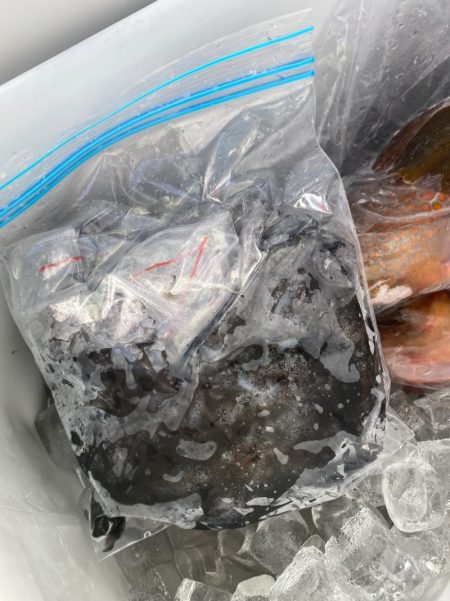 あみや渡船 釣果