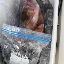 あみや渡船 釣果