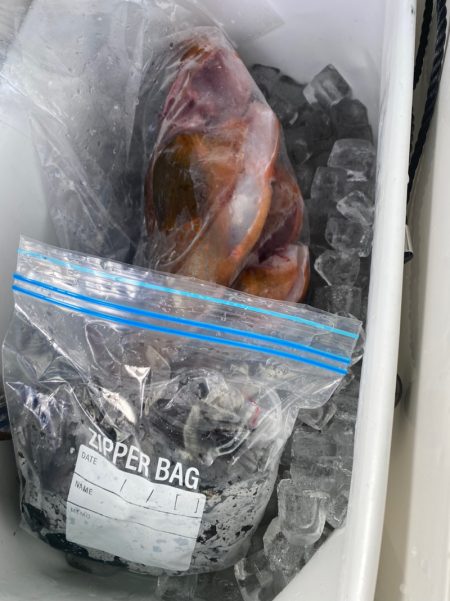 あみや渡船 釣果