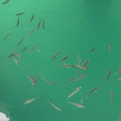 あみや渡船 釣果