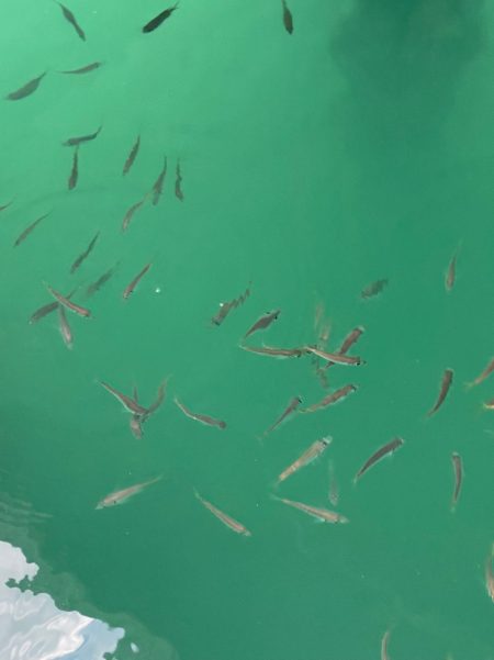 あみや渡船 釣果