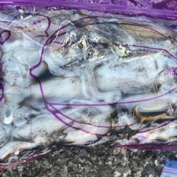 あみや渡船 釣果