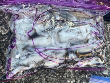 あみや渡船 釣果