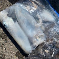 あみや渡船 釣果