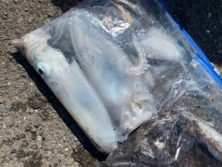 あみや渡船 釣果