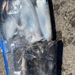 あみや渡船 釣果