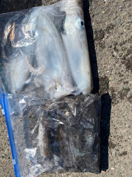 あみや渡船 釣果