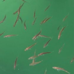 あみや渡船 釣果