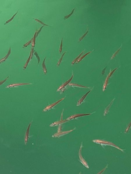 あみや渡船 釣果