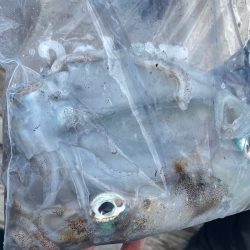 あみや渡船 釣果