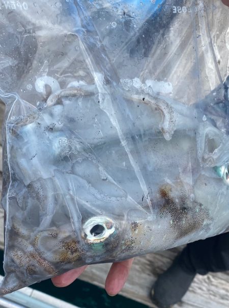 あみや渡船 釣果