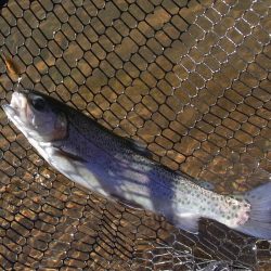 平谷湖フィッシングスポット 釣果