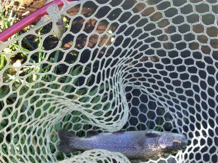 平谷湖フィッシングスポット 釣果