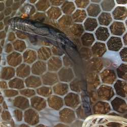 平谷湖フィッシングスポット 釣果