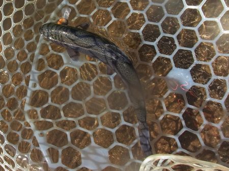 平谷湖フィッシングスポット 釣果