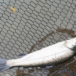 平谷湖フィッシングスポット 釣果