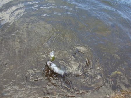 平谷湖フィッシングスポット 釣果