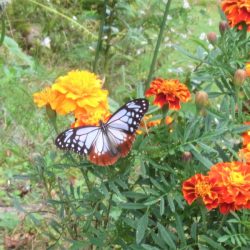 平谷湖フィッシングスポット 釣果