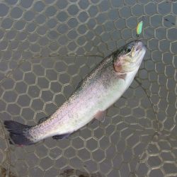 平谷湖フィッシングスポット 釣果