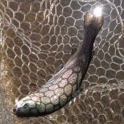 平谷湖フィッシングスポット 釣果