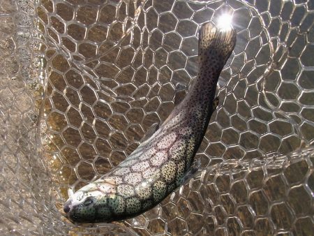 平谷湖フィッシングスポット 釣果