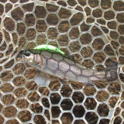 平谷湖フィッシングスポット 釣果