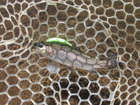 平谷湖フィッシングスポット 釣果