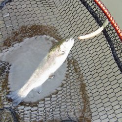 平谷湖フィッシングスポット 釣果