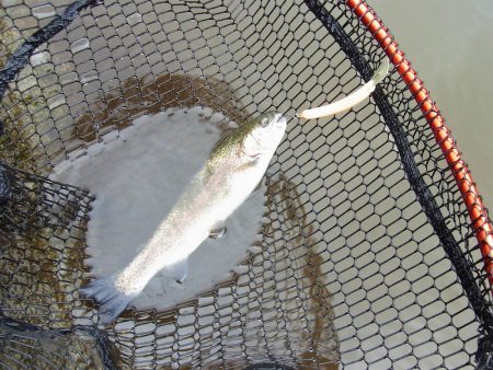 平谷湖フィッシングスポット 釣果
