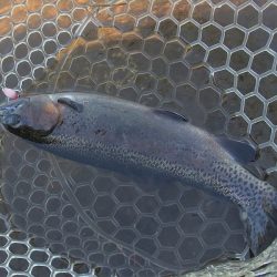 平谷湖フィッシングスポット 釣果