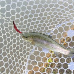 平谷湖フィッシングスポット 釣果