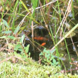 平谷湖フィッシングスポット 釣果