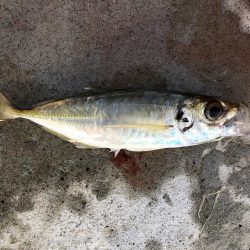 朝マヅメアジング