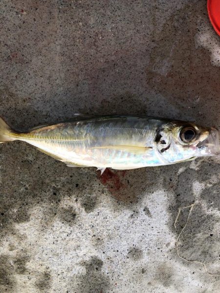 朝マヅメアジング