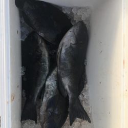 たかたか釣り日記