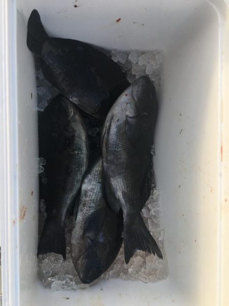 たかたか釣り日記