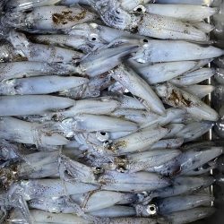 連日のヒイカ釣り