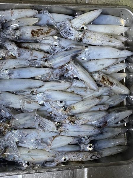 連日のヒイカ釣り