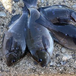 グレ釣りに行ってきました